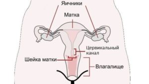 Что такое цервикальный канал и шейка матки