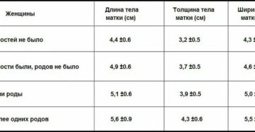 Какие размеры матки и шейки считаются нормой