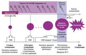 Препараты для стимуляции овуляции при эко