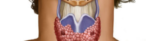 Щитовидная железа и бесплодие у женщин