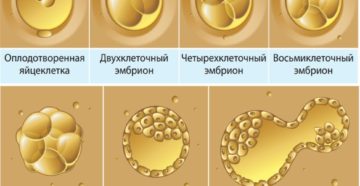 Развитие эмбриона при эко по дням