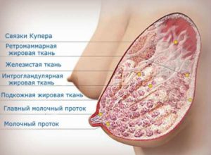 Связки купера уплотнены что это