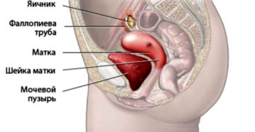 Мочевой пузырь и матка расположение