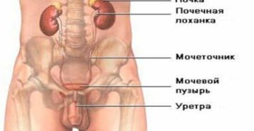 Расположение мочевого пузыря у мужчин