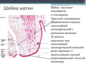 Что такое цилиндрический эпителий шейки матки