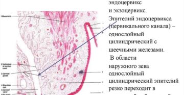Что такое цилиндрический эпителий шейки матки