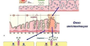 Имплантационное окно при эко как определить