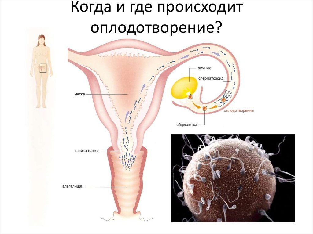 Как происходит зачатие ребёнка