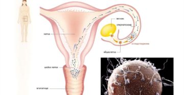 Как происходит зачатие ребёнка