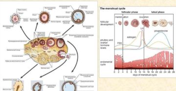 Не созревает яйцеклетка что делать