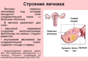 Строение яичников у женщин