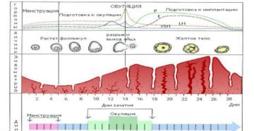 Почему увеличивается цикл месячных