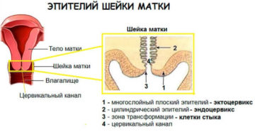 Эпителий матки