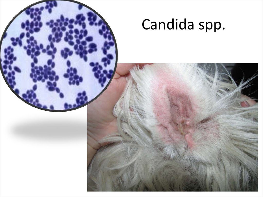 Candida spp что это