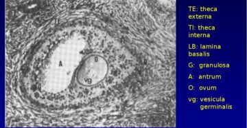 Что такое антральные фолликулы