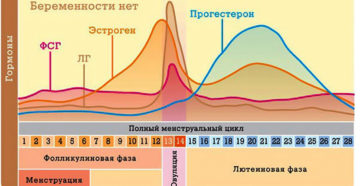 Лют фаза что это