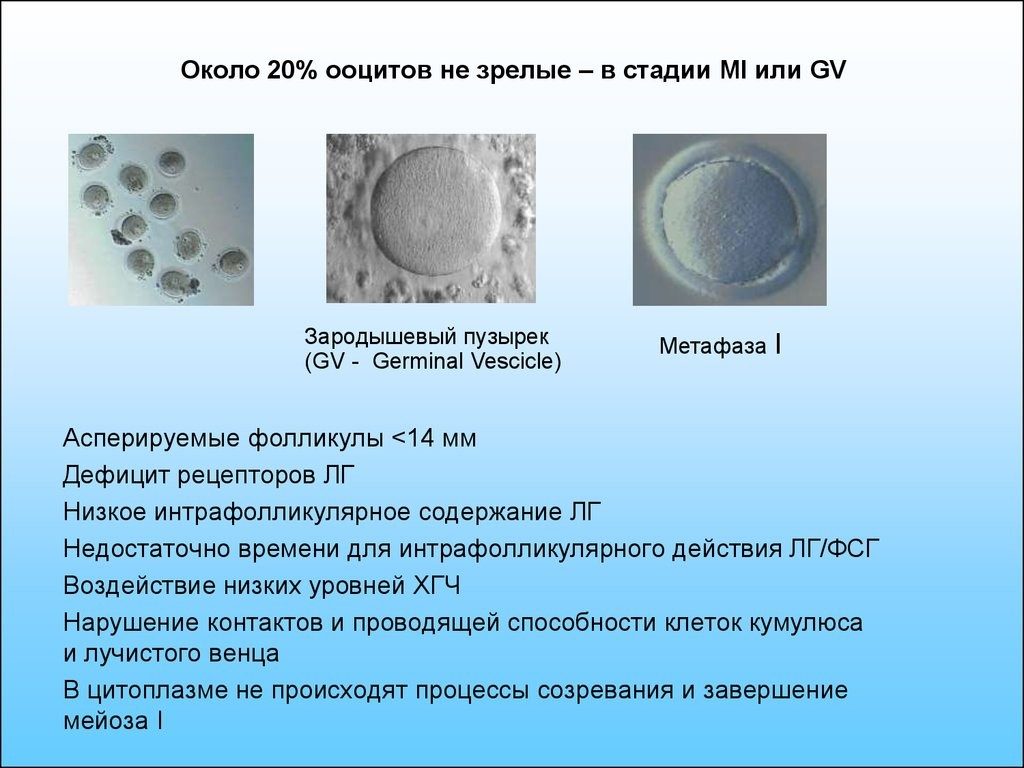 Как повысить качество яйцеклеток