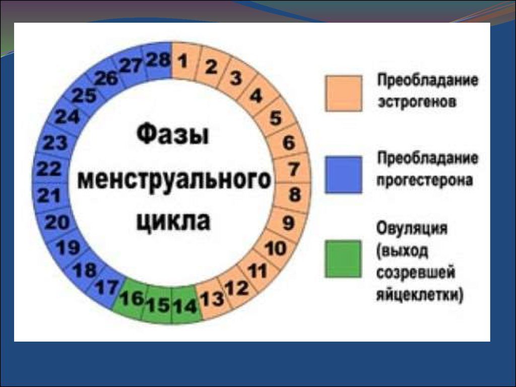 Почему сбивается цикл месячных у женщин