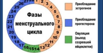 Почему сбивается цикл месячных у женщин