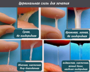 Выделения при оплодотворении