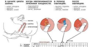 Что происходит с шейкой матки в разные дни цикла