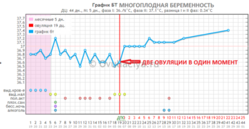 Две овуляции в одном цикле