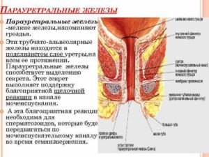 Парауретральная железа у женщин