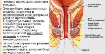 Парауретральная железа у женщин