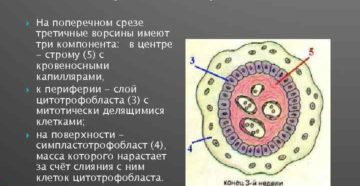 Ворсины хориона что это