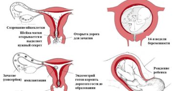 В течение какого времени происходит зачатие