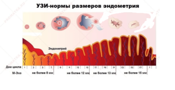 Эндометрий перед месячными