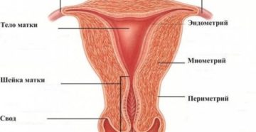 Что такое миометрий матки