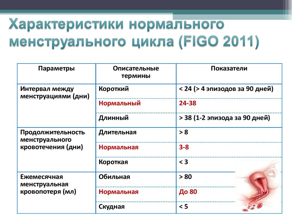 Причины сокращения цикла месячных