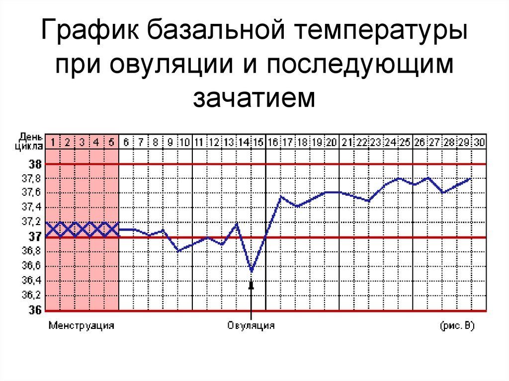 Ректальная температура при овуляции