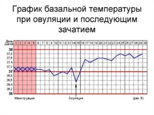 Ректальная температура при овуляции