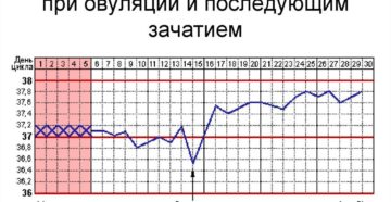 Ректальная температура при овуляции