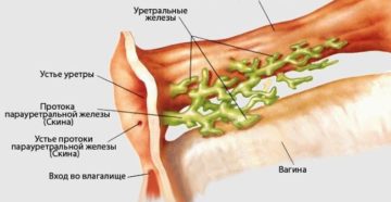 Что выделяется при сквирте