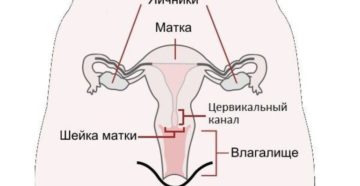 Цервикальный канал у женщин