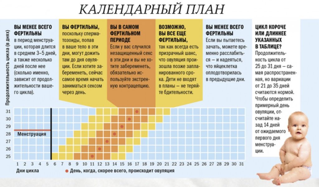 Когда наступает овуляция после месячных