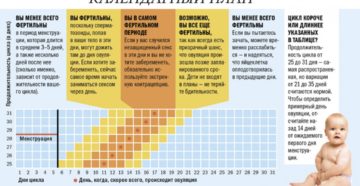 Когда наступает овуляция после месячных